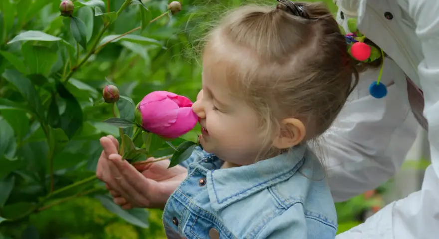 Liten flicka njuter av doften från en rosa pion. Hon har en jeansjacka och en vuxen håller blomman för henne.