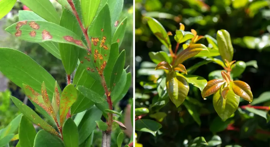 Links: Eukalyptusblätter mit orange-braunen Flecken, Anzeichen von Pilzbefall. Rechts: Gesunde, glänzende junge Blätter.