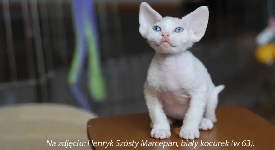 Devon Rex opinię: co powinieneś wiedzieć przed zakupem kota?