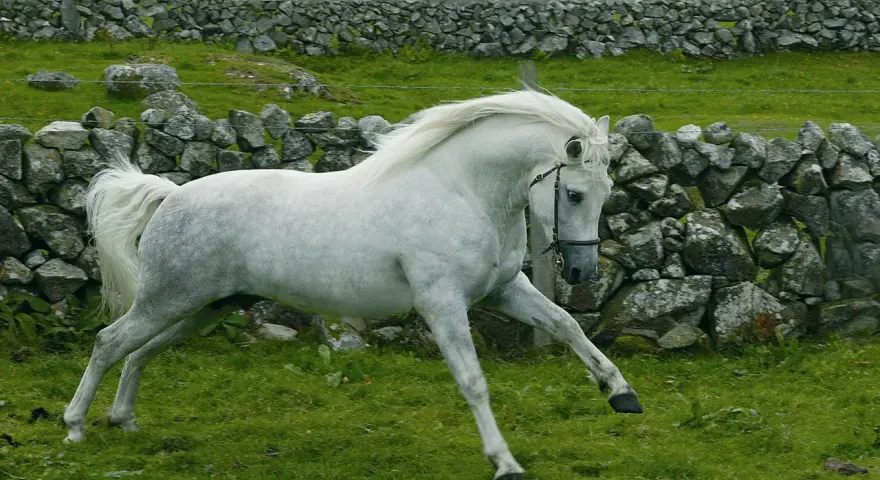 Magnifique etalon Connemara blanc galope dans un pré verdoyant, avec des murs de pierres sèches et des collines en arrière-plan.