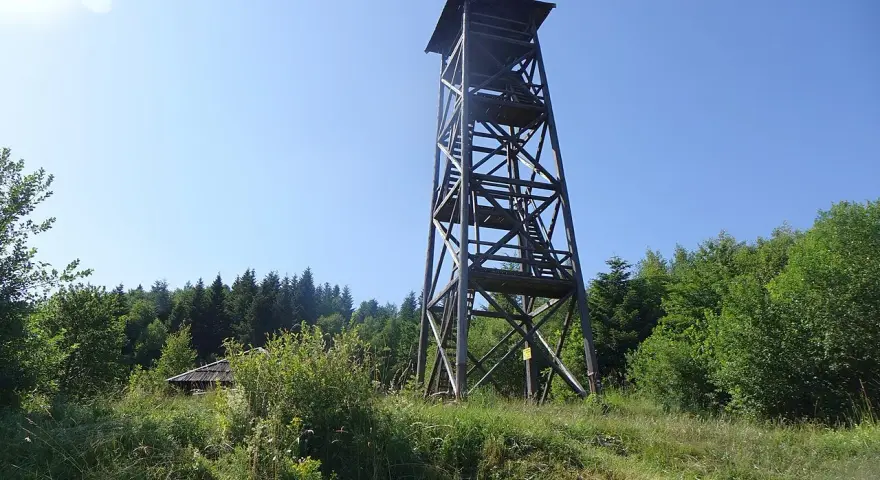 Drewniana wieża widokowa pod Jaworzem góruje nad zielonym lasem. W oddali widać mały domek.