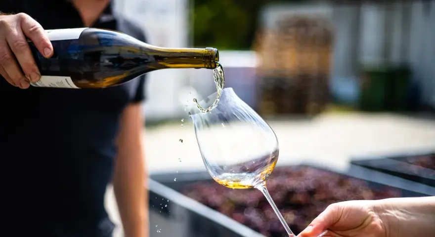 Un enologo versa vino bianco in un calice. Chissà quanto guadagna un enologo per creare queste delizie?