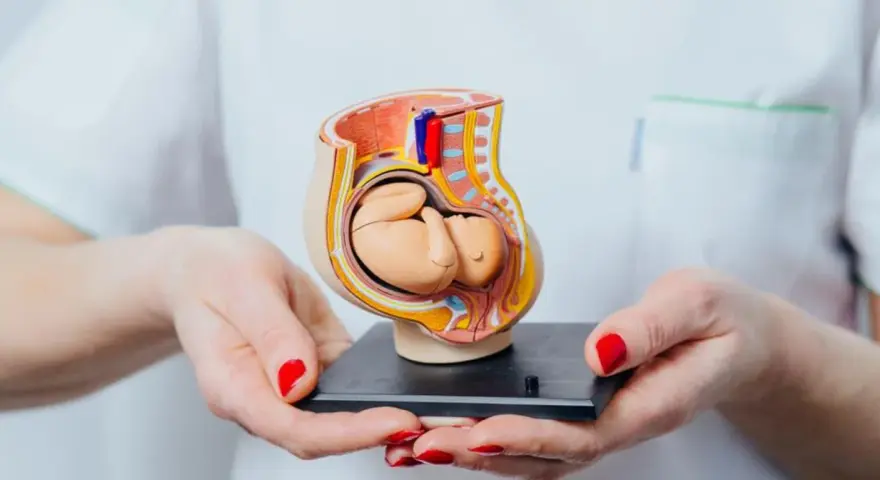 Model płodu w macicy, pokazujący, kiedy dziecko kopie. Dłonie z czerwonymi paznokciami trzymają anatomiczny model.