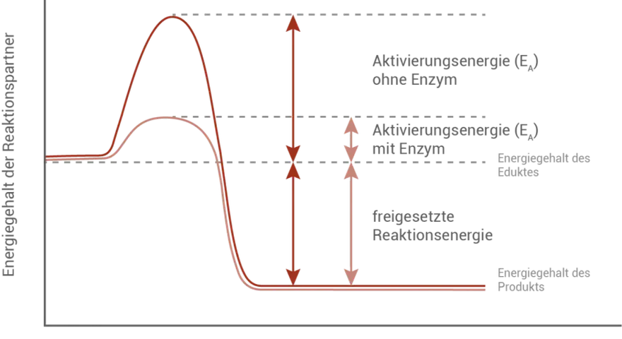 Diagramm zeigt, wie Enzyme die Aktivierungsenergie senken. Ohne Enzym ist die Aktivierungsenergie hoch, mit Enzym deutlich niedriger.