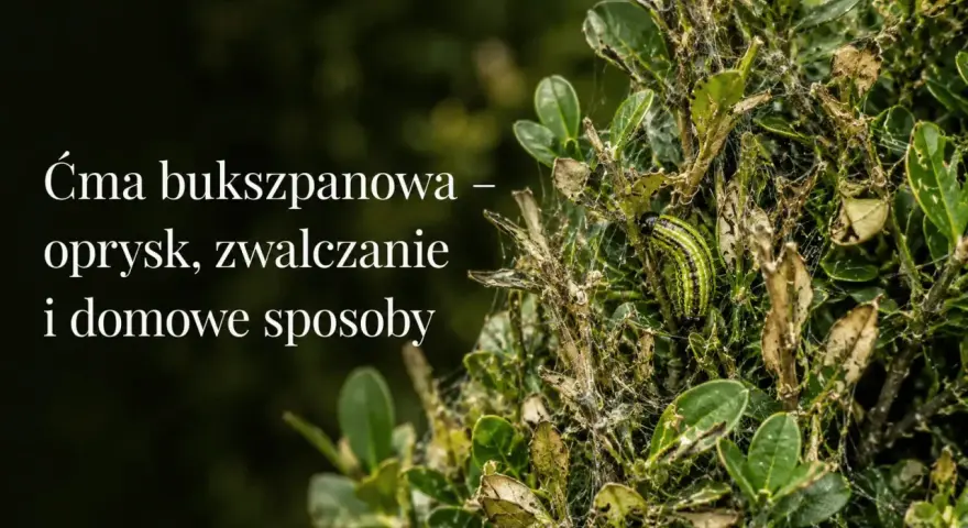 Ćma bukszpanowa niszczy krzew. Zobacz domowy sposób na ćmę bukszpanową i uratuj swój bukszpan.