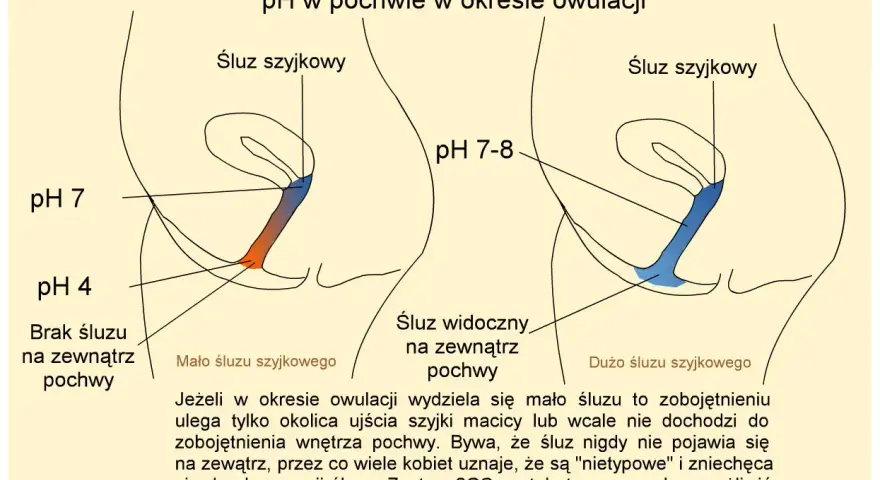 Ilustracja pokazuje zmiany pH pochwy w okresie owulacji. Czy owulacja to okres? Nie, to czas płodności, gdy śluz szyjkowy zmienia konsystencję.
