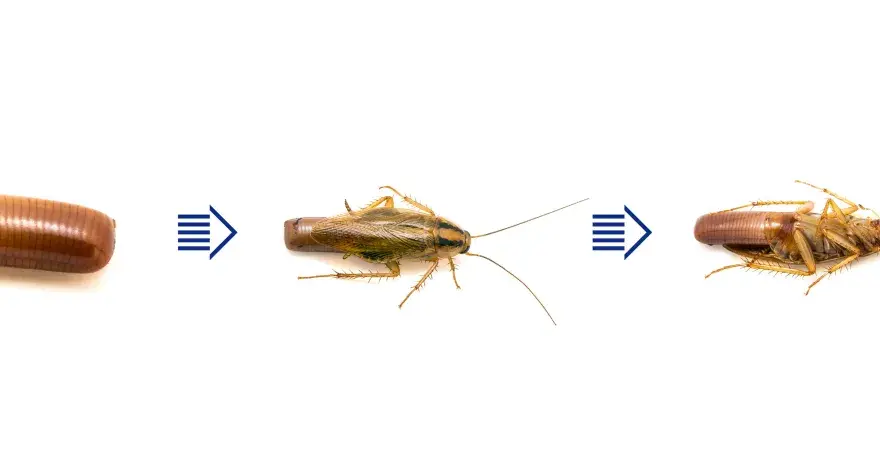 Ciclo de vida de la cucaracha alemana: de ooteca (huevos de cucaracha alemana) a ninfa y adulto.