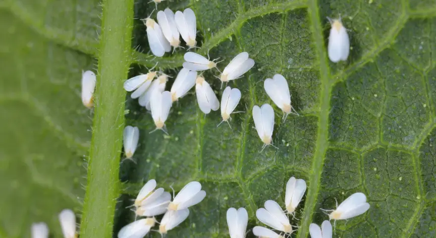 Un gruppo di mosca bianca su una foglia verde. Questi piccoli insetti bianchi si nutrono della linfa delle piante, causando danni.