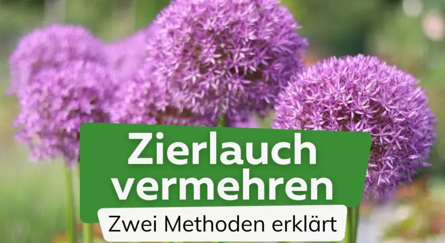 Zierlauch vermehren: So einfach gelingt es! Zwei Methoden erklärt, um mehr dieser wunderschönen Blütenbälle im Garten zu haben.