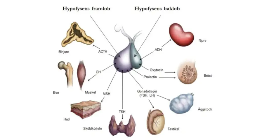 Diagram över hypofysen och dess hormoner som påverkar binjurar, ben, muskler, hud, sköldkörtel, njurar, bröst, äggstockar och testiklar. En hormonell obalans kan påverka dessa system.