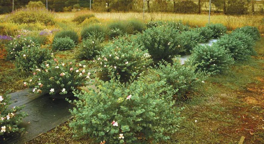 Fält med buskar som odlas för att odla kapris. Blommorna är vita och rosa.