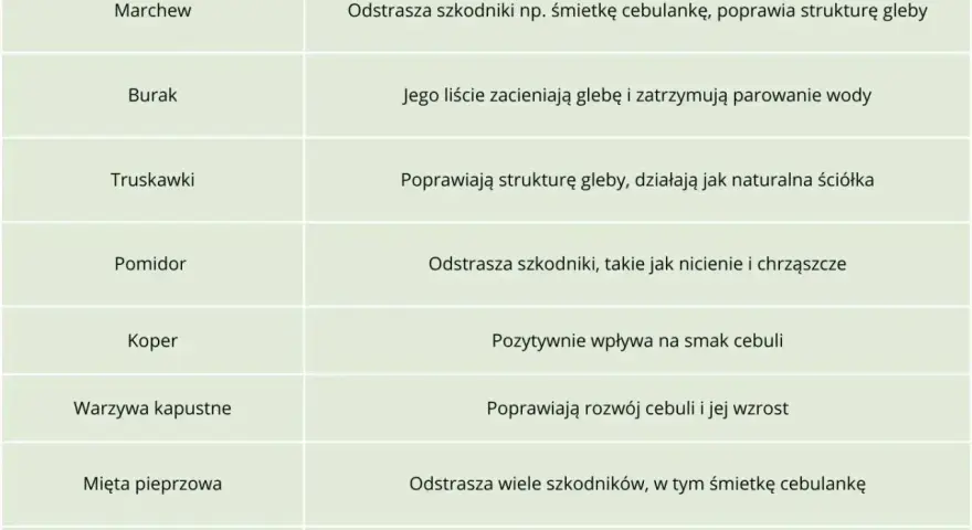 Tabela podpowiada, co sadzić obok cebuli: marchew, truskawki, pomidor, koper, warzywa kapustne, mięta, nagietek.