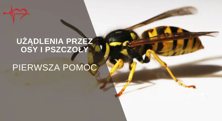 Zbliżenie na osę z tekstem "Użądlenia przez osy i pszczoły. Pierwsza pomoc.