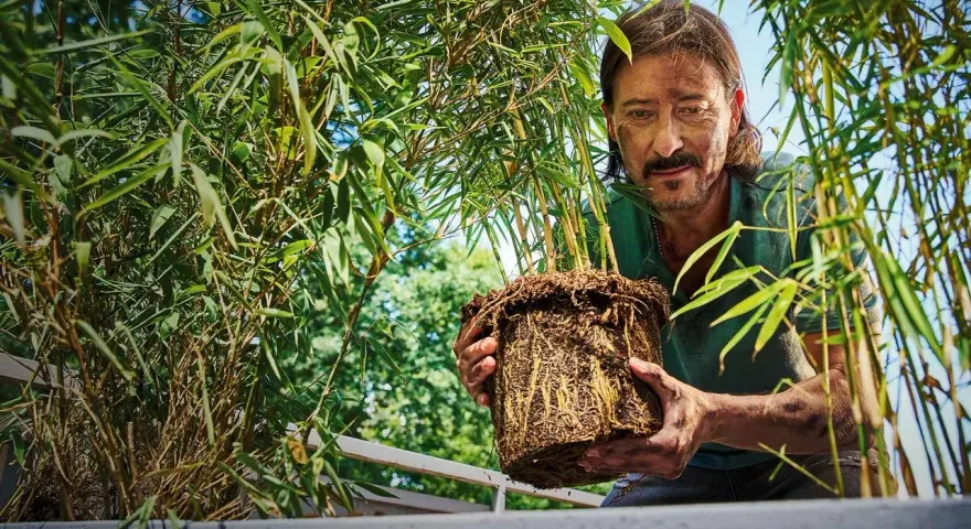 Man håller en **bambu i kruka** med välutvecklade rötter, omgiven av frodig grönska.