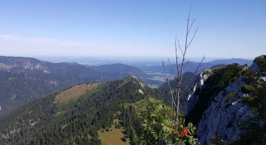 Blick von der Brander Alm über bewaldete Berge ins Tal. Ein kahler Ast und rote Beeren im Vordergrund.