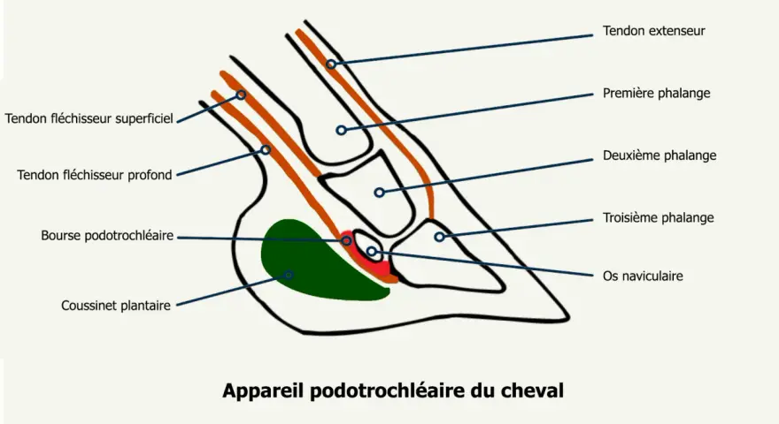 Schéma de l'appareil podotrochléaire du cheval, montrant tendons, phalanges, bourse et coussinet.