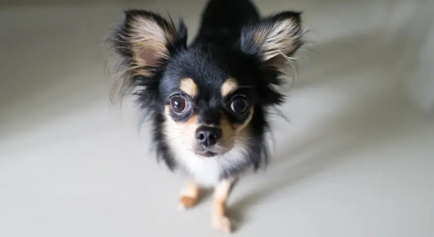 Uroczy chihuahua z dużymi uszami, czarno-złote umaszczenie. Zastanawiasz się nad chihuahua cena?