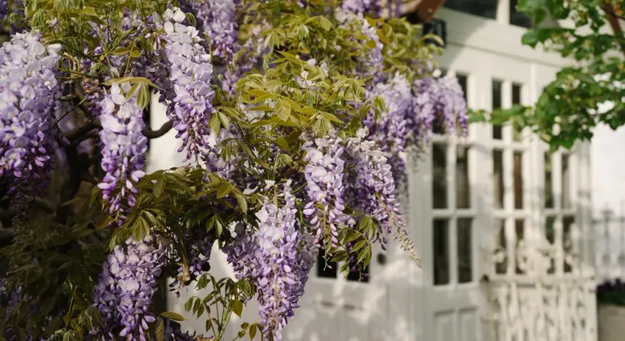 Cascada de glicina morada adorna una casa blanca. La glicina planta propiedades medicinales y decorativas.