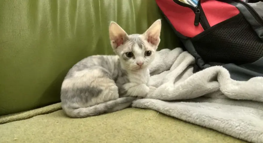 Mały kotek rasy Devon Rex o szaro-białym umaszczeniu siedzi na zielonej kanapie obok koca.