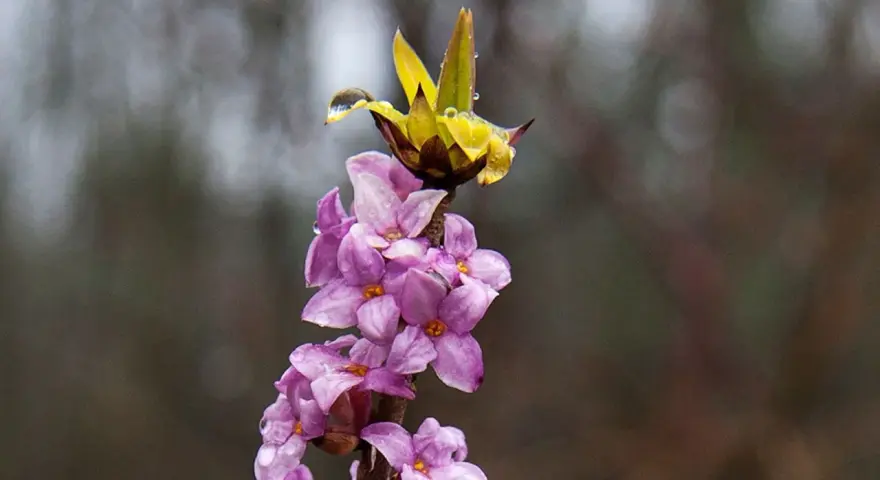 En gren med lila blommor och en gul knopp, täckt av vattendroppar. Tibast är vacker men giftig.