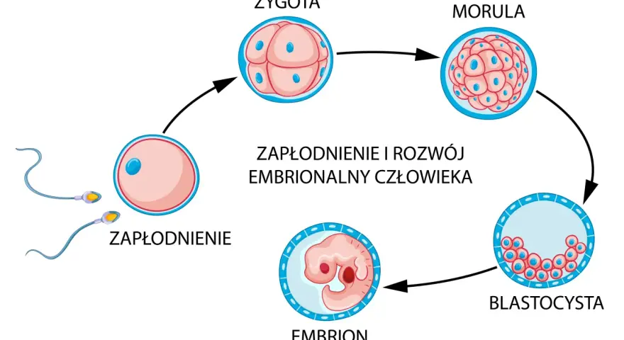 Schemat zapłodnienia i rozwoju zarodka: zapłodnienie, zygota, morula, blastocysta, embrion. Zagnieżdżenie zarodka następuje po kilku dniach.