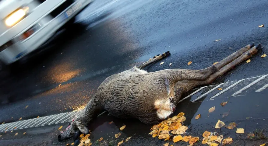 Ein Reh liegt tot auf der Straße nach einem Wildwechsel. Ein Auto fährt vorbei, Scheinwerfer beleuchten die Szene.