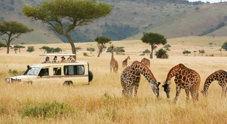 Safari w Kenii: żyrafy pasące się obok samochodu z turystami to jedne z głównych atrakcji Nairobi.