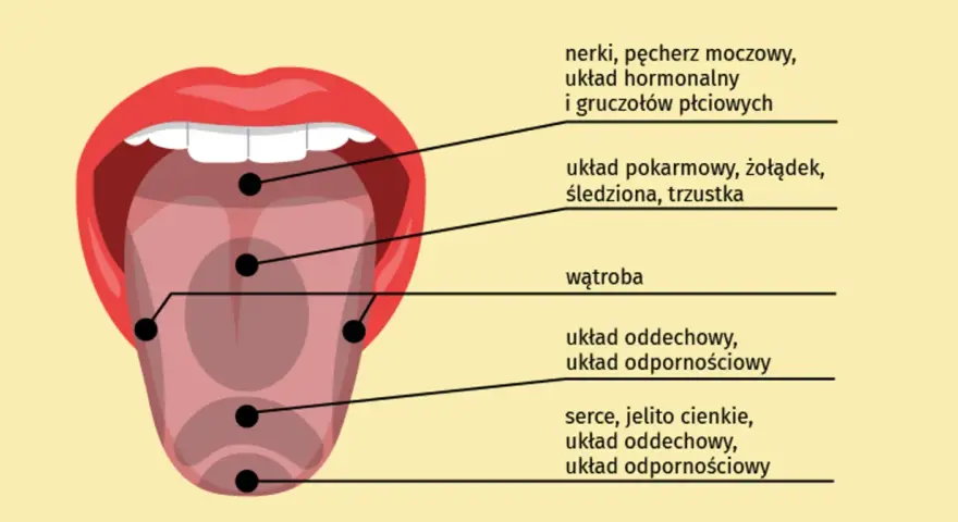 Ilustracja języka z zaznaczonymi punktami i opisami powiązanych organów.