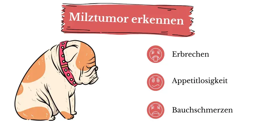 Smutny buldog z obrożą, obok ikony symbolizujące wymioty, brak apetytu i ból brzucha – objawy nowotworu śledziony.