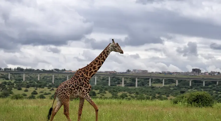 Długa szyja żyrafy na tle miasta i wiaduktu w parku narodowym Nairobi.