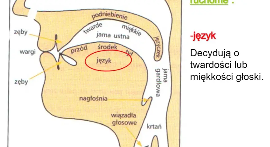 Schemat narządów mowy z zaznaczonym językiem, kluczowym dla głosek ustnych i nosowych.