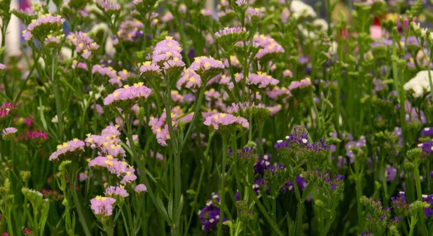 En blomsteräng med lila perenner och små gula detaljer. Vissa blommor är ljust rosa, andra mörkt lila.