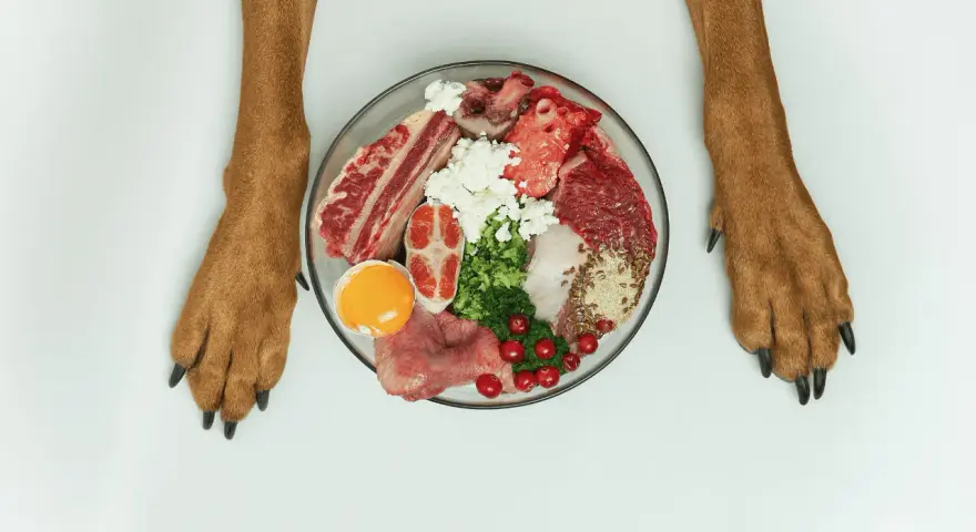 Pattes de chien encadrant une assiette de nourriture crue : viande, œuf, fromage, légumes. Avant le repas, après le repas, le chien est prêt !