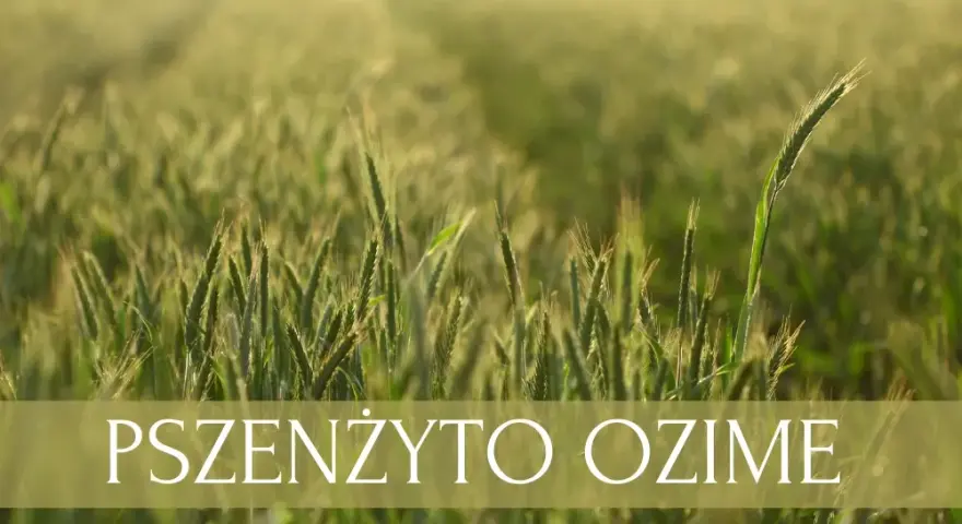 Jaki nawóz pod pszenicę ozimą jesienią, aby uniknąć strat w plonach?