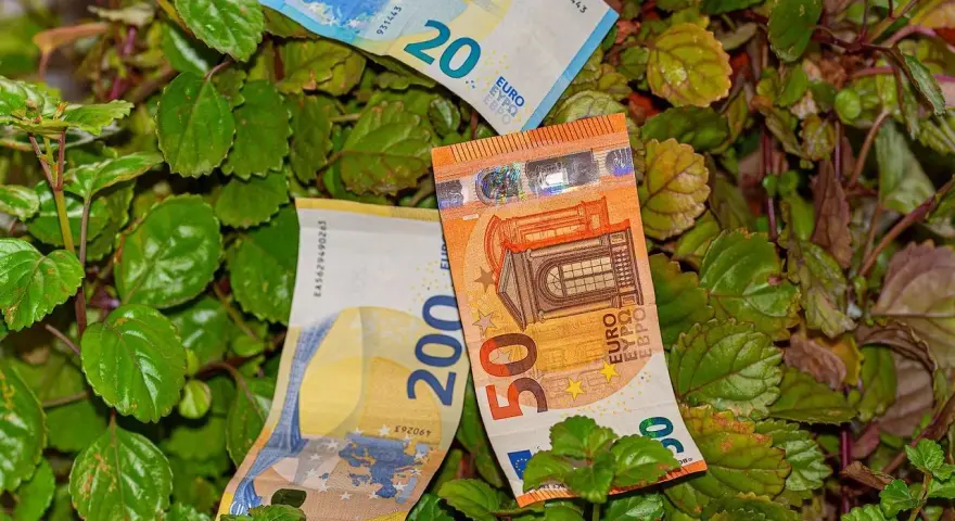 Billetes de euros (20, 50 y 200) entre las hojas de una planta del dinero interior o exterior.