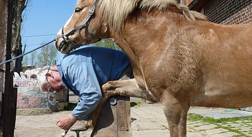 Un maréchal-ferrant travaille sur le sabot d'un cheval, préparant différents types de fer à cheval pour le confort de l'animal.