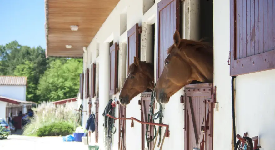 Deux chevaux curieux regardent depuis leur pension box paddock. Le soleil brille sur la cour de l'écurie.