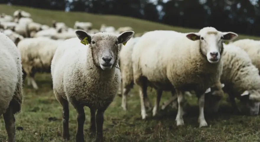 Eine Herde Schafe auf einer grünen Wiese. Ein Schaf blickt direkt in die Kamera, seine Ohren mit gelben Ohrmarken sind sichtbar. Die Tiere sind mulesing free.