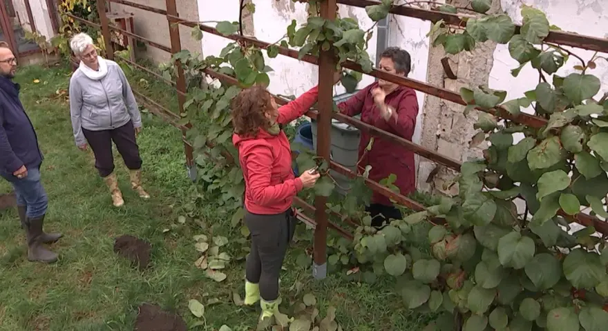 Frauen pflegen eine Kiwi-Pflanze im Garten. Sie schneiden Äste und Blätter, um das Wachstum zu fördern.