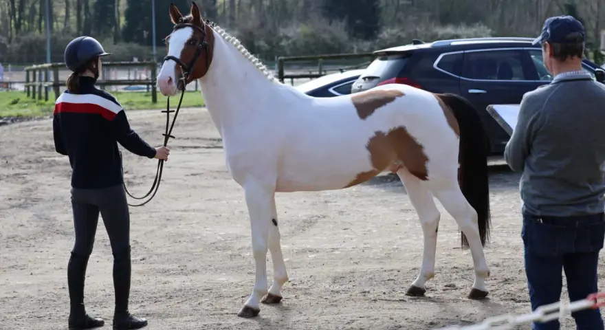 Un magnifique cheval pie est présenté par une cavalière, tandis qu'un homme note des observations. Un check in etalon est en cours.