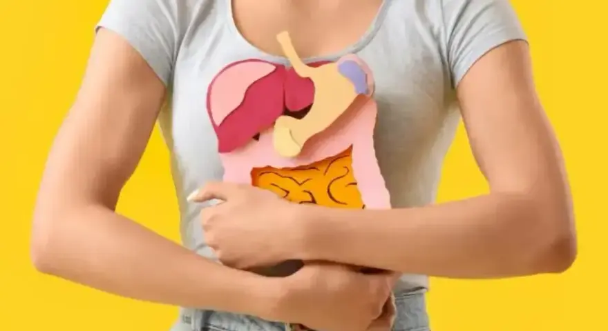 Model ludzkich organów wewnętrznych trzymany przez osobę. Czy przy anemii się chudnie? Zastanawiamy się nad tym, patrząc na układ trawienny.