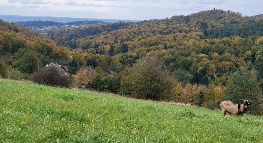 Koza na zielonej łące, w tle jesienne lasy i miasteczko na zboczu. Góra przypomina kształtem żabią.