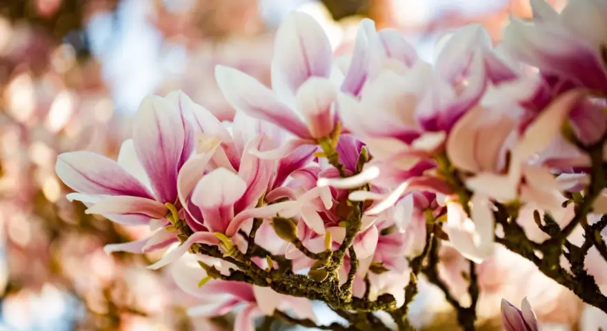 En gren med vackra, rosa och vita magnoliablommor som blommar ut. En perfekt klippa magnolia för våren.