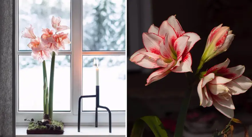 Två vackra snitt amaryllis, en i fönstret med snö utanför, den andra i mörker med röda kanter.