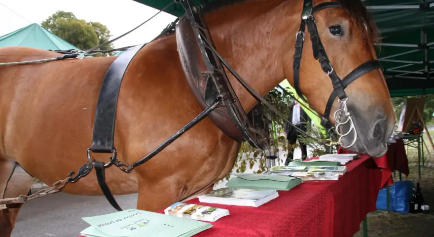 Un majestueux cheval de trait, harnaché, se tient près d'une table couverte de brochures.