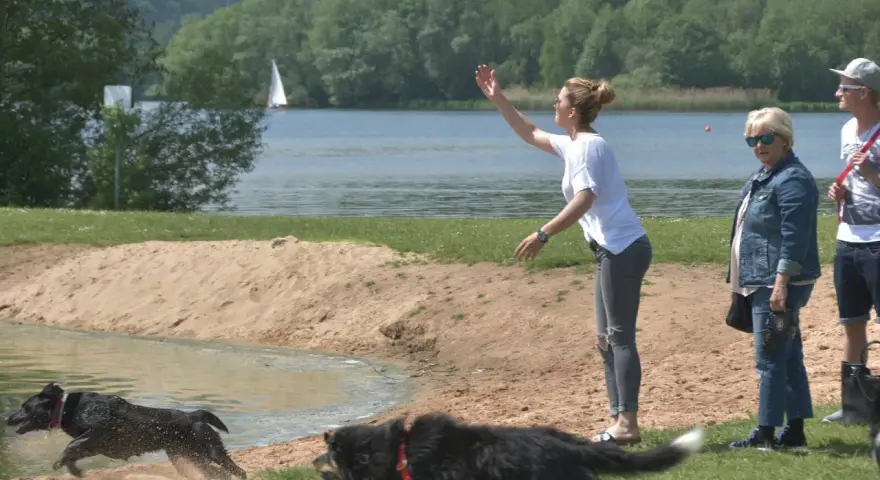 Hunde planschen am Brombachsee Hundestrand. Eine Frau wirft etwas ins Wasser, während zwei Hunde voller Freude ins kühle Nass springen.