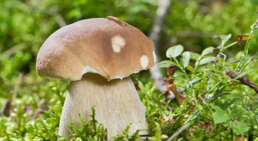 En stor karl johan svamp med en snigel på hatten står i mossig skog.