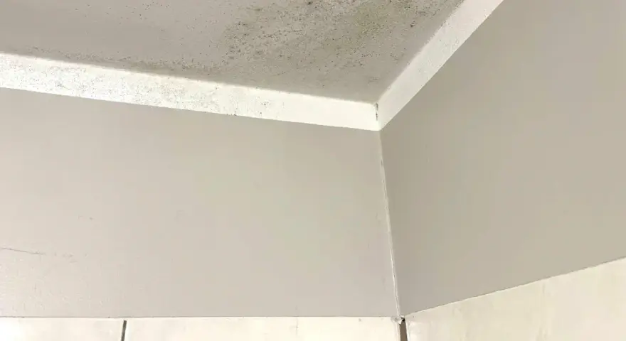 Pleśń na suficie i ścianie. Zastanawiasz się, czym zamalować pleśń na ścianie? Zobacz, jak pozbyć się problemu.