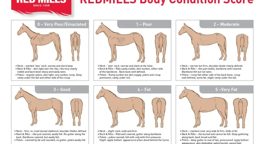 Guide visuel pour évaluer la condition corporelle d'un cheval, de émacié à très gras. Utile pour savoir comment faire maigrir un cheval si nécessaire.