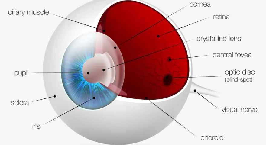 Sezione trasversale dell'occhio umano che mostra la struttura della retina, il cristallino, l'iride e altre parti vitali per la vista.